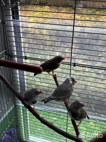 Зебровые амадины