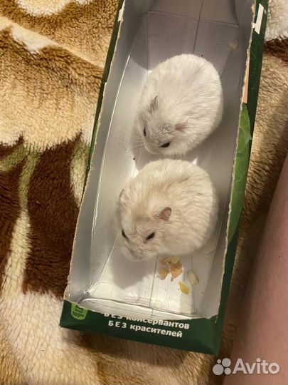 Сирийский хомяк