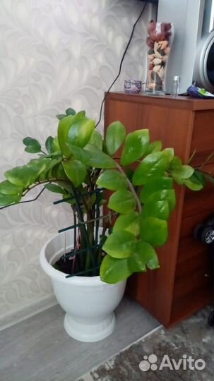 Замиокулькас