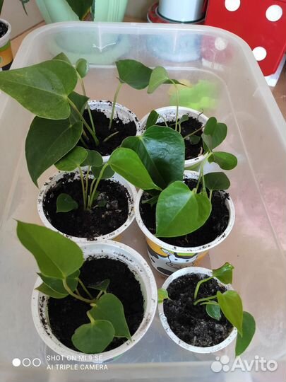 Антуриум красный