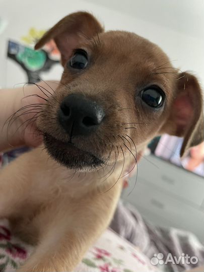 Собака той-терьер