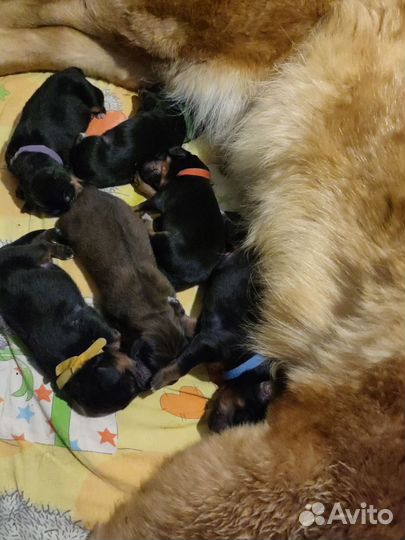 Тибетский мастиф