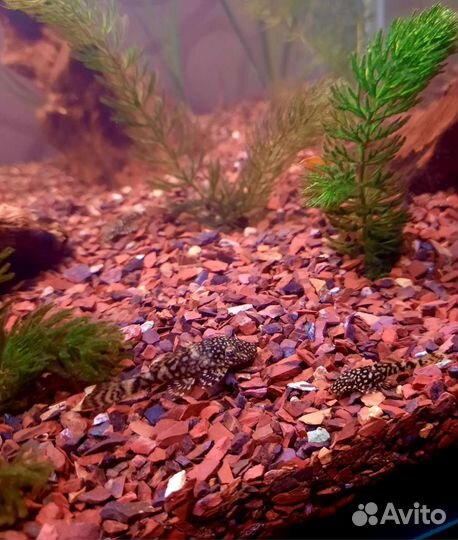 Сомики анцитрусы