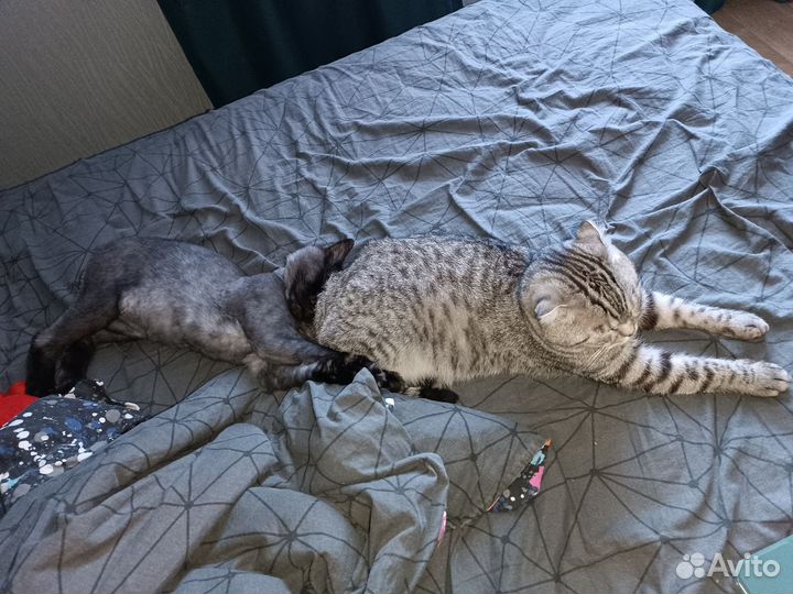 Отдам котов в добрые руки
