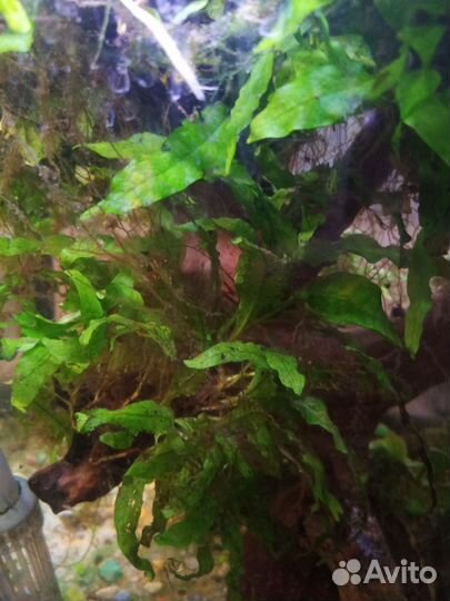 Криптокарина и папоротник