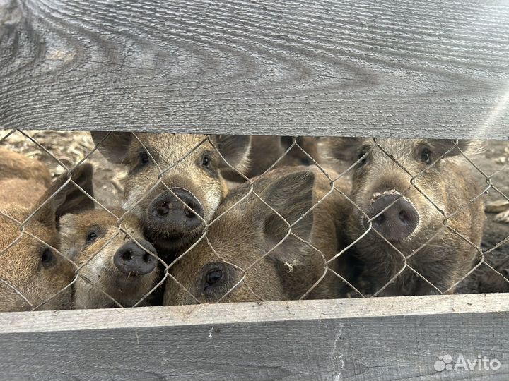 Дикий кабан