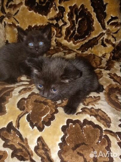 Котята в дар бесплатно