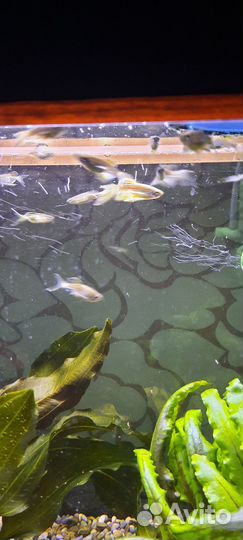 Данио леопардовые