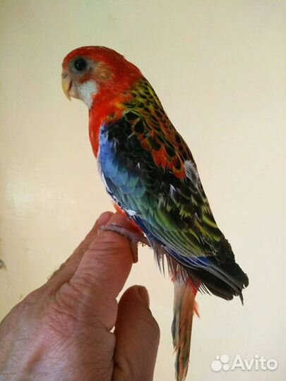 Ожереловые, кореллы, розеллы, волнистые попугаи