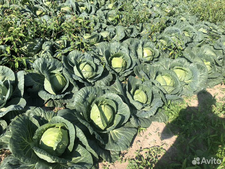 Капуста оптом