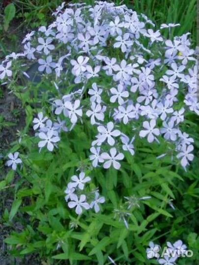 Многолетние цветы