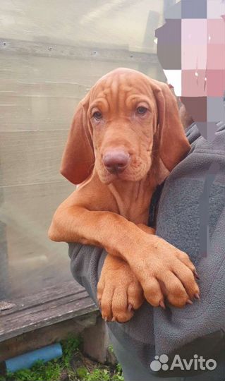 Венгерская выжла