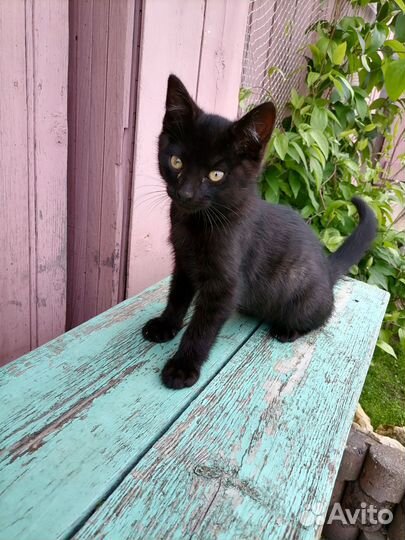 Два красивых котика