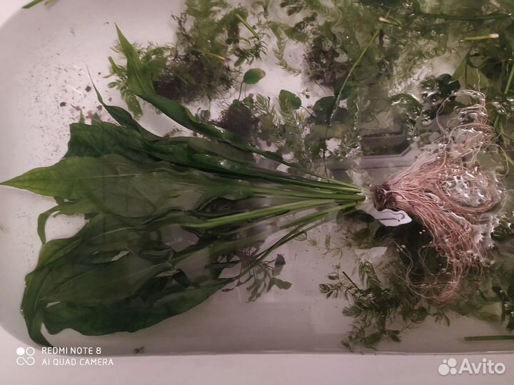 Моллинезии и растения