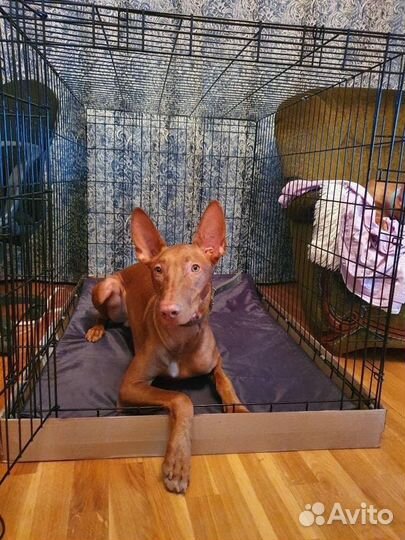 Клетка бесплатная доставка