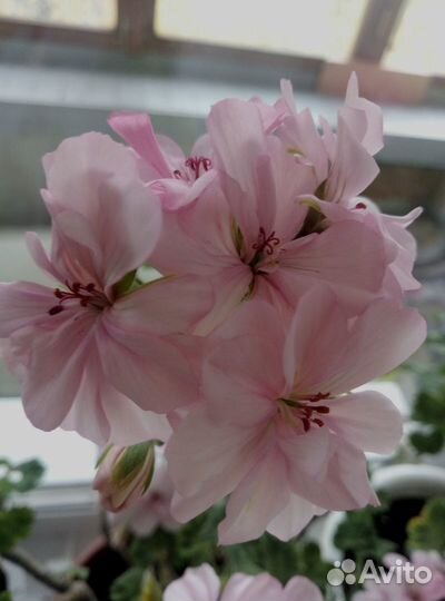 Герань Blanche Roche полумахровая