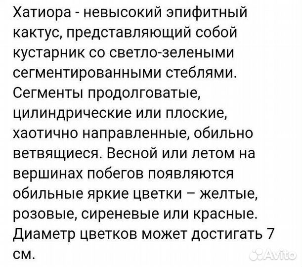 Хатиора-комнатное растение
