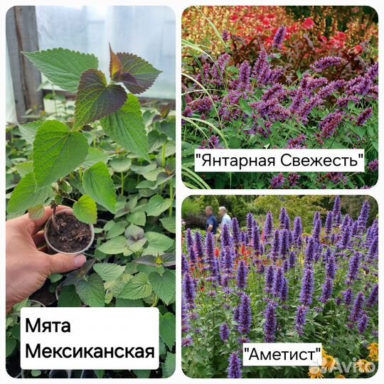 Пряные и лечебные травы
