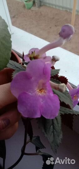 Комнатные цветы