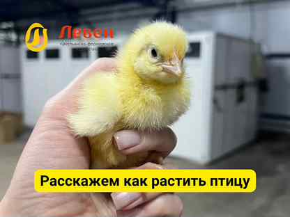 Суточные цыплята бройлеры кобб-500 и росс-308, Санкт-Петербург