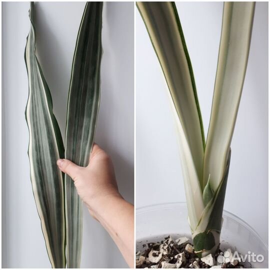 Сансевиерия Siam Silver/Manolin/Metallica