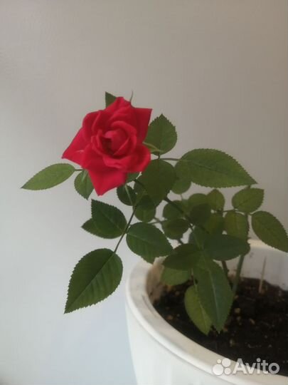 Роза комнатная