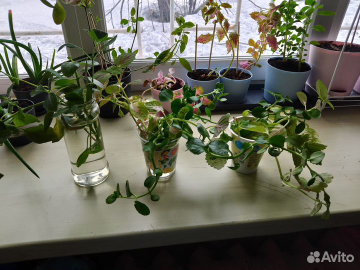 Комнатные цветы отростки