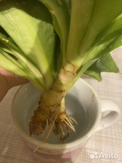 Сансевиерия