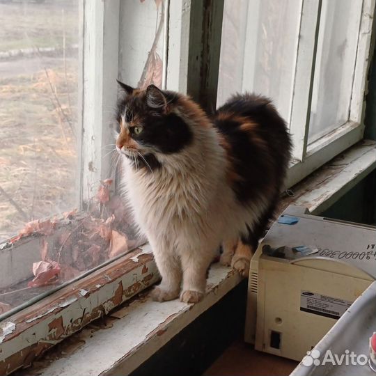 Пушистая трехцветная кошка