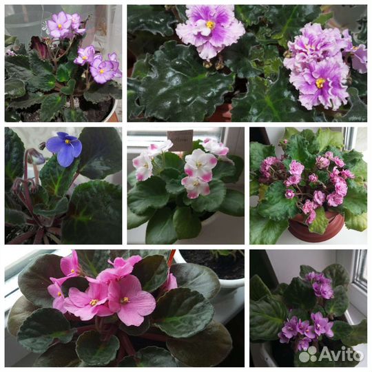 Сортовые фиалки