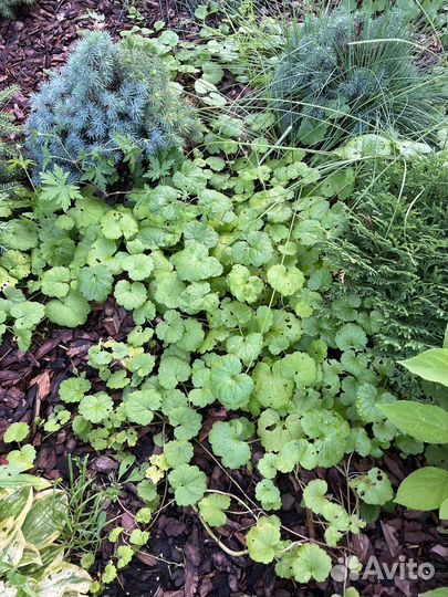 Посвопокровнле растение