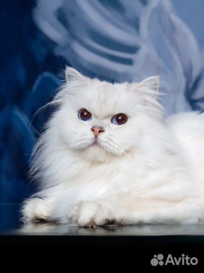 Британская серебристая длинношерстная шиншилла