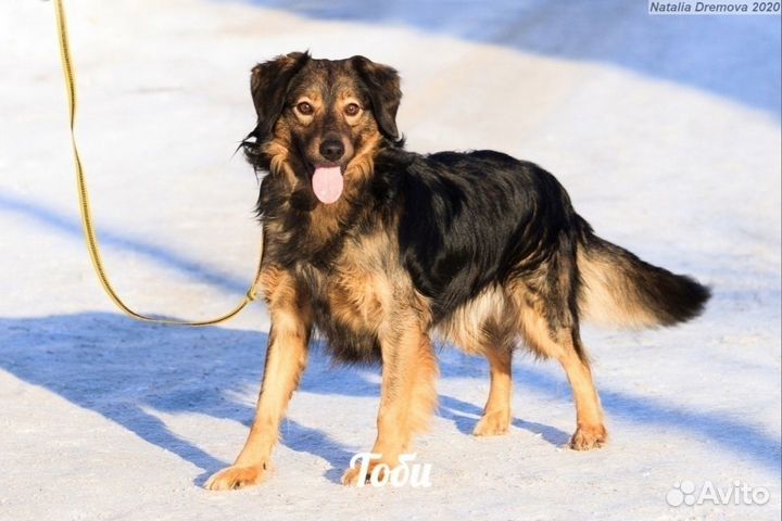 Тоби хочет домой