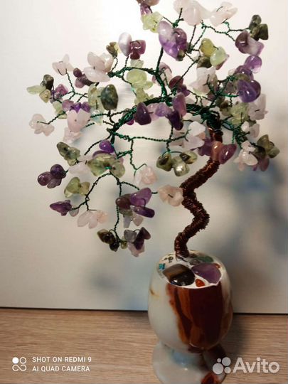 Дерево бонсай