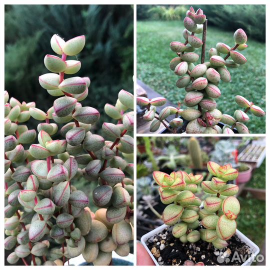 Толстянка/ крассула