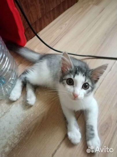 Котёнок в дар