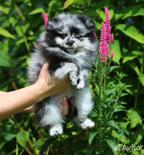 Померанский шпиц