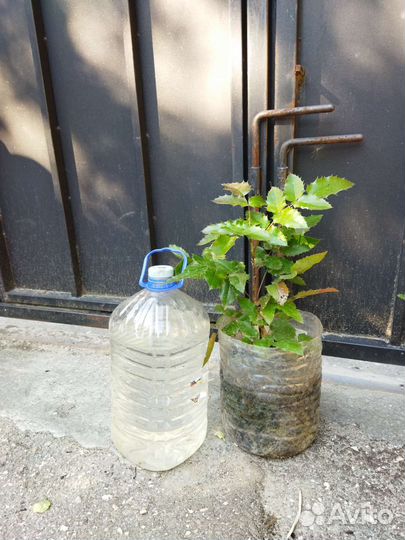 Магония падуболистная