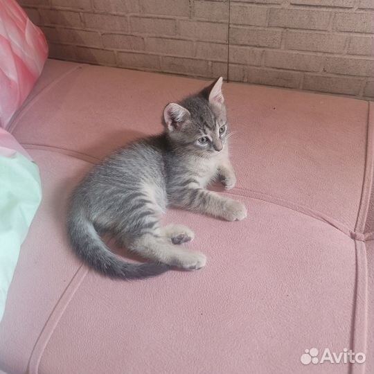 Котёнок шотландец прямоухий серебряный мальчик