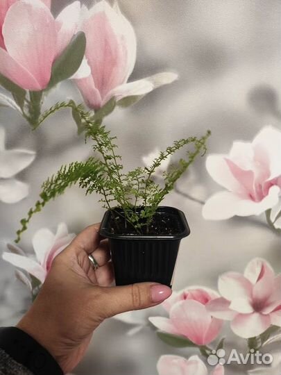 Комнатные растения. Нефролепис Глориоза