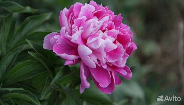 Многолетние садовые растения