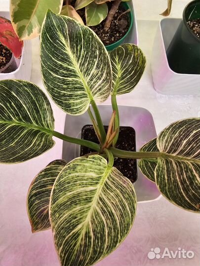 Филодендроны,аглаонема,спатик, сингониумы, фикус