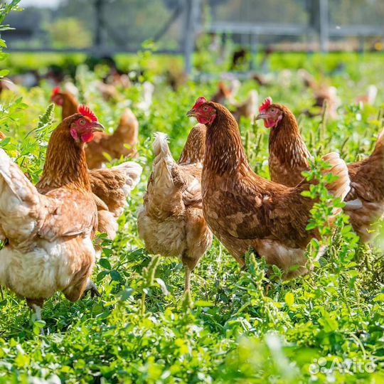 Куры молодки рыжие и белые оптом и в розницу