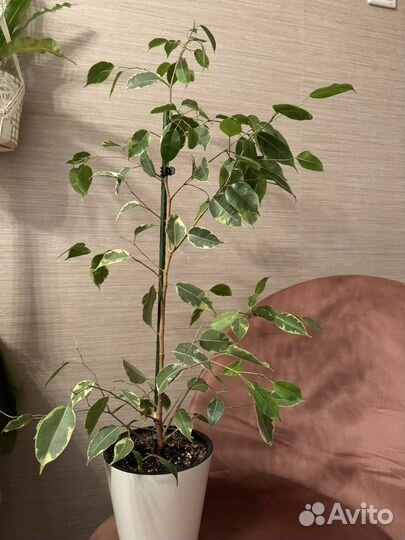 Фикус бенджамина