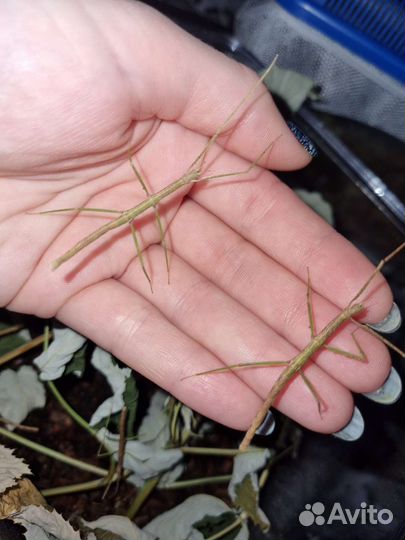 Палочник Аннамский