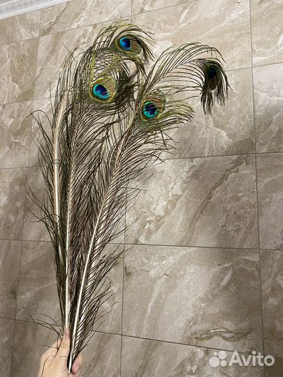 Перья павлина