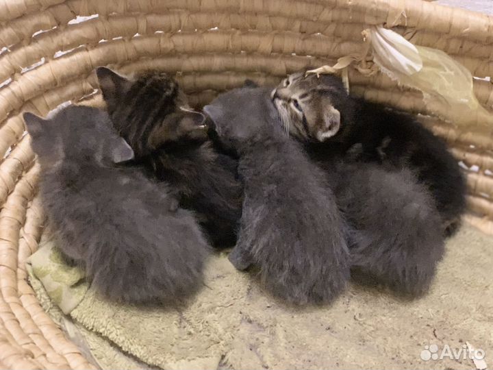 Раздадим котят бесплатно