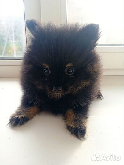 Продам щенков шпица