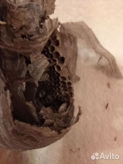 Осиное гнездо