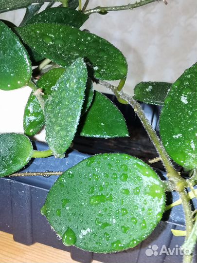 Хойи, церопегии